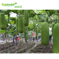 vegetables early mature green high yield bottle gourd seeds